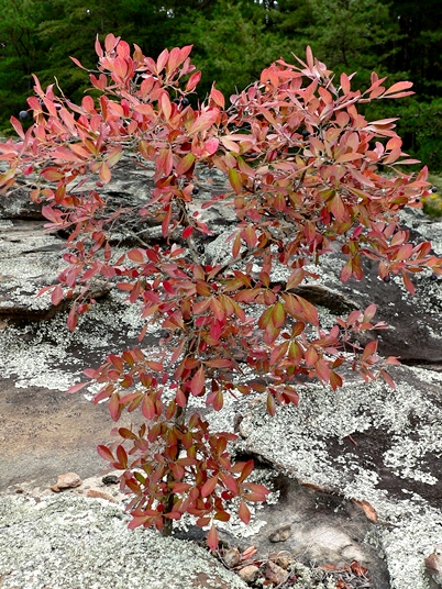 {Vaccinium arboreum}